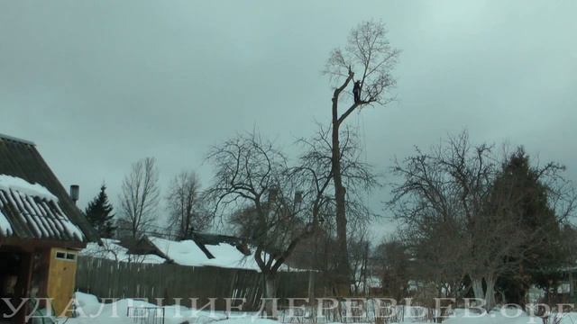 Removal of poplar on the border areas. Удаление тополя по границе участков. смотреть онлайн