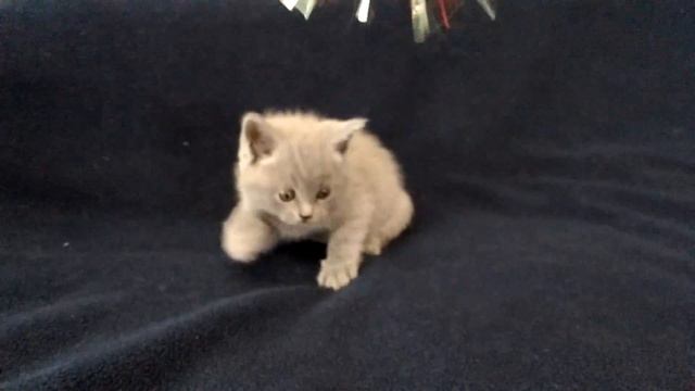 Шотландский котёнок голубого окраса голубой мишка/мальчик голубой №1 смотреть онлайн