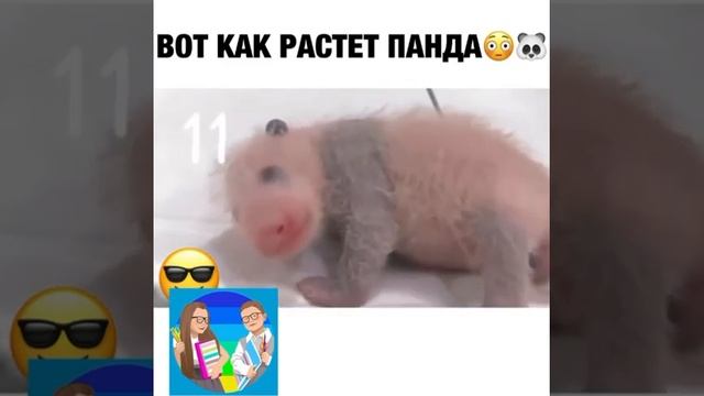 Как растет панда ? смотреть онлайн