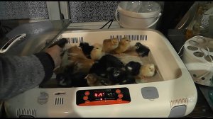 У НАС ВЫЛУП ЦЫПЛЯТ