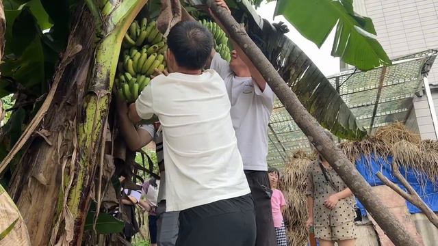 妈妈知道秋子过来，准备了一大桌海鲜，吃完带他们去好友家玩【青妹妹】 смотреть онлайн