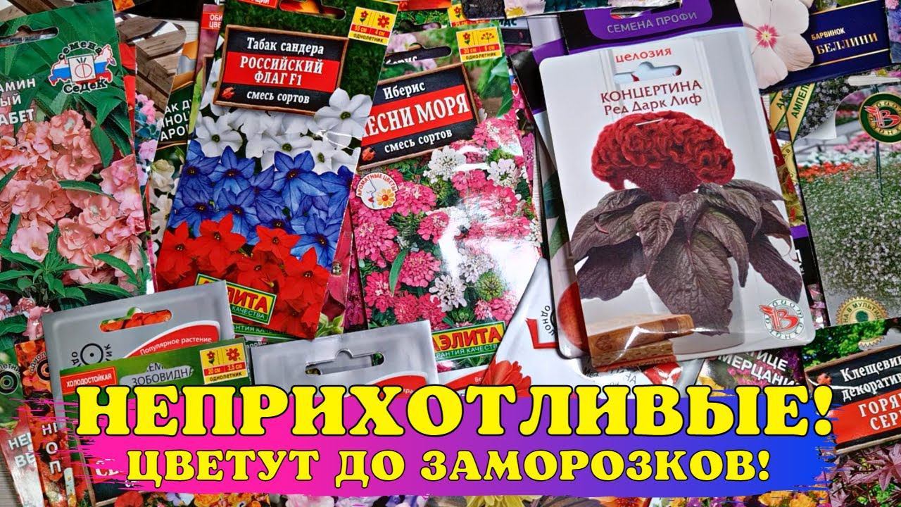 СУПЕР НЕПРИХОТЛИВЫЕ, а ЦВЕТУТ ДО ЗАМОРОЗКОВ! Посейте ЭТИ ЦВЕТЫ в АПРЕЛЕ! смотреть онлайн