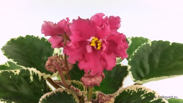 Пестролистная фиалка с огненно-розовыми цветами - АВ-821-96 смотреть онлайн