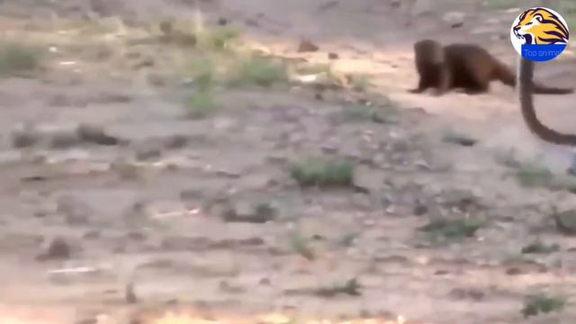 Amazing: monkey vs snake fight to the death | Amazing Python vs Big Cat, snake fight, big cat,pytho смотреть онлайн