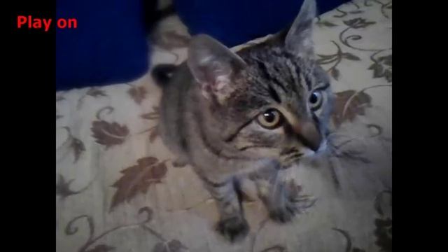 Как быстро растут котята. How fast kittens grow смотреть онлайн