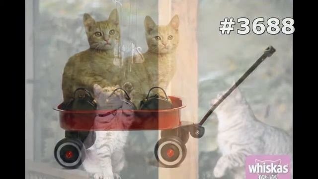 #3688. Кошки (В мире животных) смотреть онлайн