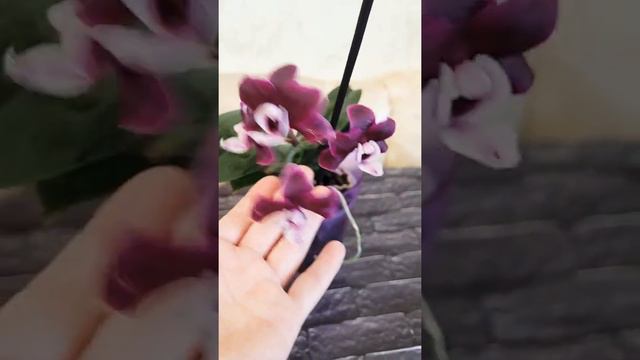 Орхидея Каода прекрасное домашнее цветение смотреть онлайн