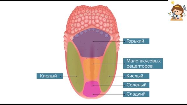 Органы осязания, обоняния и вкуса