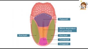 Органы осязания, обоняния и вкуса