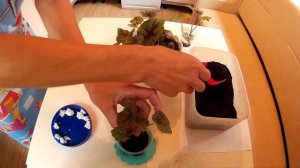 Как размножать бегонию делением куста