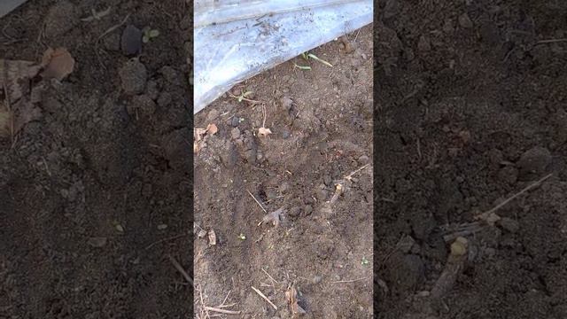 12.05.2021. осенние черенки винограда на улице. смотреть онлайн