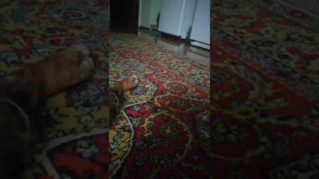 собака пытается донести  до меня свининную кость