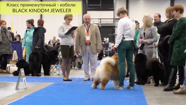 Чау-чау. CACIB FCI "Кубок президента 2017" 17 декабря. Санкт-Петербург смотреть онлайн