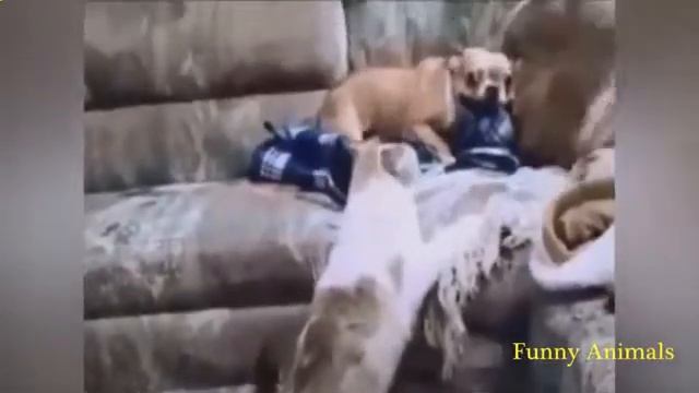 Шампунь для кошек_Как приучить кошку смотреть онлайн