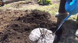 Весенняя посадка роз в Сибири  Саженцы из посылки садовый мир