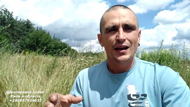 174. Почему собаке никогда ничего нельзя бросать. Почему собаке нельзя бросать мяч смотреть онлайн