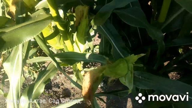 Сладкая кукуруза. Первый урожай. Алтай 2020. смотреть онлайн