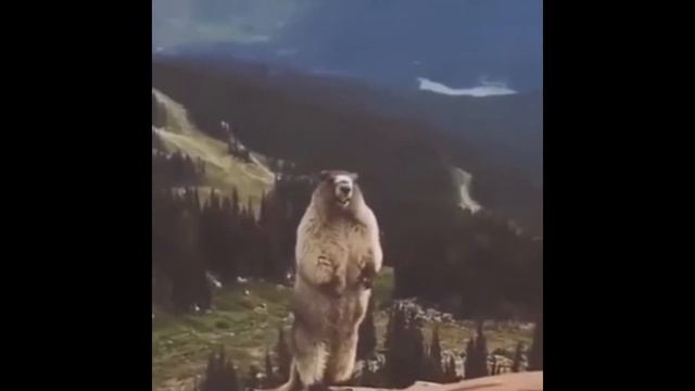поф. Друг орёт как бобёр смотреть онлайн