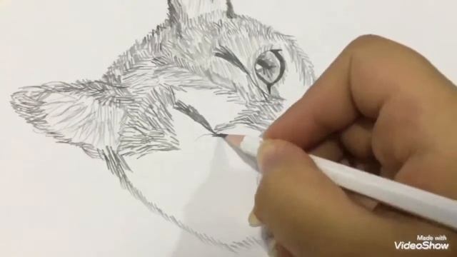 Puma concolor ( real drawing ) смотреть онлайн