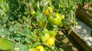 Томат Лимонный лёд. Большой урожай плодов-лимончиков нежного вкуса!