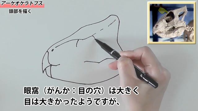 【恐竜の描き方】アーケオケラトプスの頭：How to draw Dinosaur Archaeoceratops. смотреть онлайн