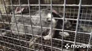 Моя мини кроликоферма