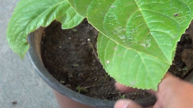 How to Grow Hydrangeas in Pots - Feeding, Pruning and Complete Care Guide смотреть онлайн