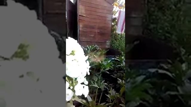 Колибри в России Марий Эл смотреть онлайн