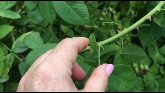 СКОЛЬКО ЛИСТИКОВ У РОЗЫ КОРНЕВАЯ ПОРОСЛЬ смотреть онлайн