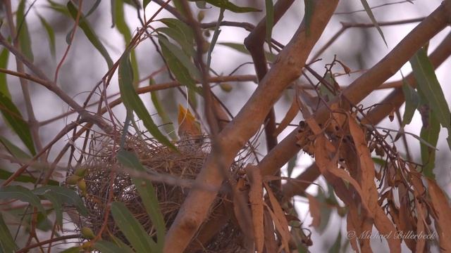 Noisy Miners (Manorina melanocephala) feeding their Nestlings смотреть онлайн