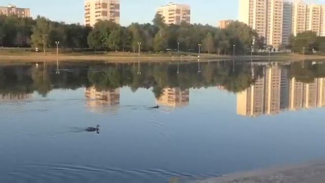 гольяновский пруд, прогулочный парк в Гольяново 29.07.2014 летняя жара смотреть онлайн