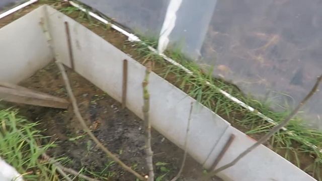 ИНЖИР укрытие на зиму, осень 2021 г. смотреть онлайн