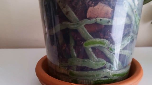 Как понять растут ли корни фаленопсиса / how to understand if the phalaenopsis roots are growing смотреть онлайн
