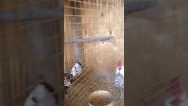 Гамбургские куры* породистая птица Копыль смотреть онлайн