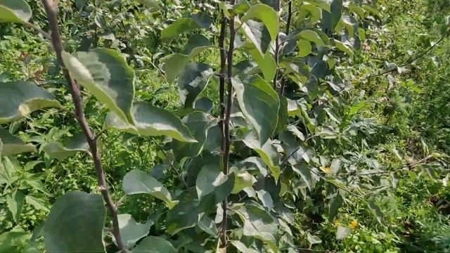 Сорт яблони Белорусское сладкое в Московской обл. Сентябрь 2020 года. Саженцы плодовых деревьев. смотреть онлайн