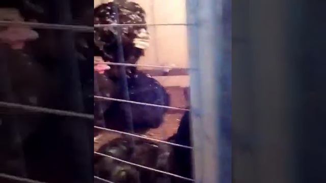 Обзор Полтавской птицы(орпингтоны) смотреть онлайн