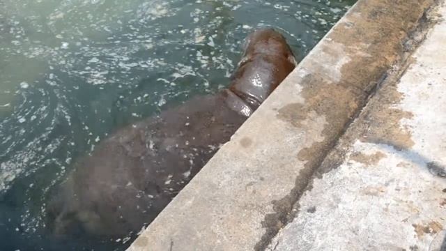 Зоопарк в Хошимине танцующие слоны смотреть онлайн
