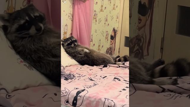 Как спят Еноты смотреть онлайн