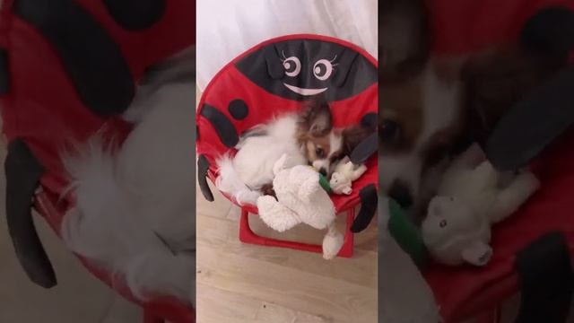 Папийон. Девочка-девочка наша🤩#папильон #papillondog #papillon #папильонбрянск #папийонбрянск смотреть онлайн
