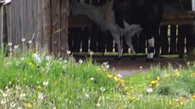 Льву 3 года. Киевский зоопарк, хищники и травоядные. смотреть онлайн