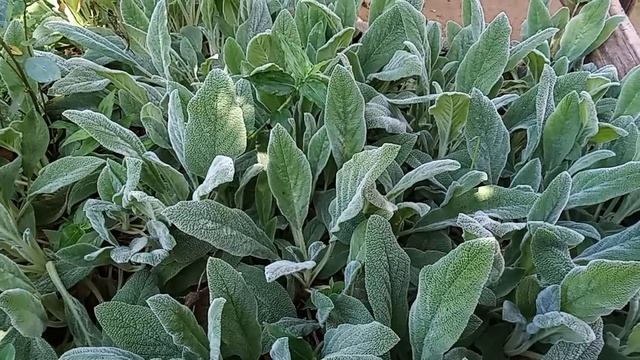 Planta Comestível Ornamental Peixinho Da Horta Lambari Lambarizinho. Stachys Byzantina. Folhas Peix