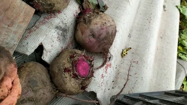 Как сохранить буряк? смотреть онлайн