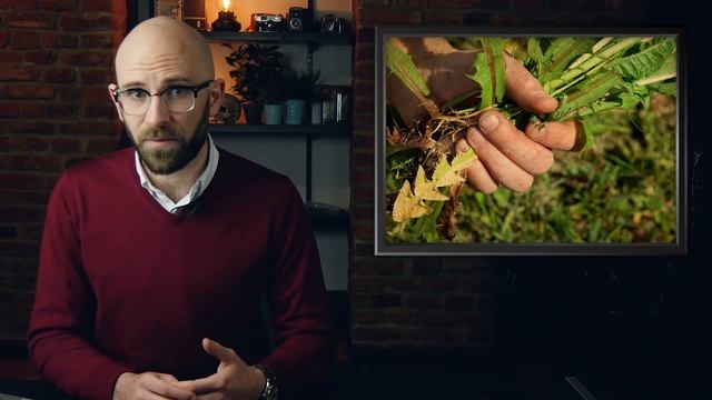 Why Are Some Plants Considered Weeds and Others Aren't? смотреть онлайн