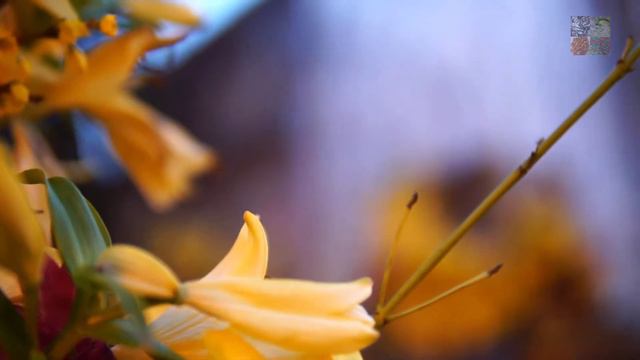 beautiful yellow flowers | yellow flowers смотреть онлайн