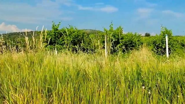 ГДЕ ТО В ЛАВАНДОВОМ ЛЕТЕ! смотреть онлайн