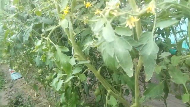 Домовенок Стройкин