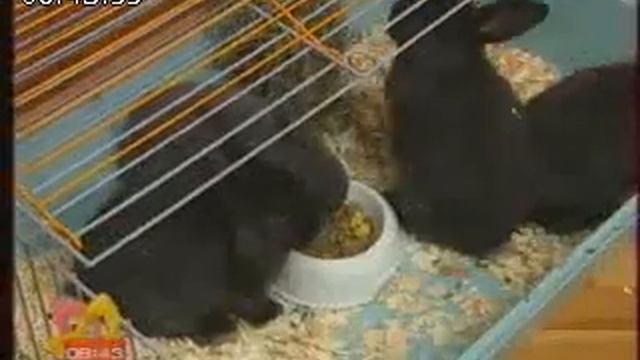 Кролики это не только ценный мех смотреть онлайн