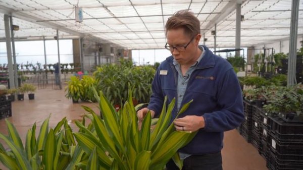 Dracaena Golden Heart @ greengate Garden Centres