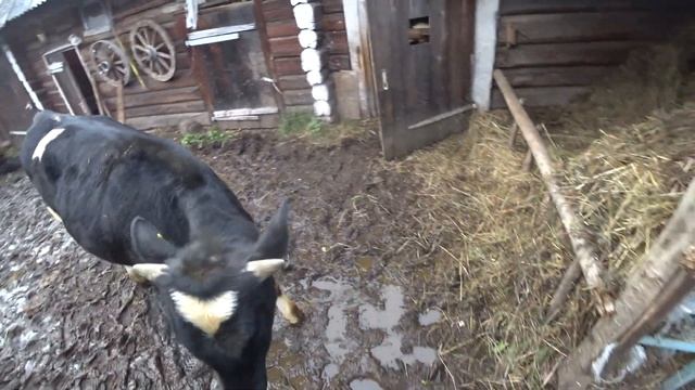 КОРМЛЕНИЕ БЫКОВ КАРТОФЕЛЕМ ХОРОШИЙ ПРИВЕС смотреть онлайн