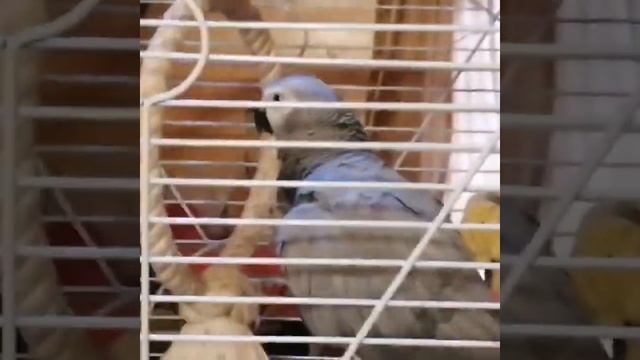 Жако любит поговорить